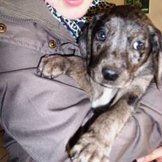 Blanding af racer Wilma (Labrador/dsg)