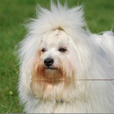 Coton de tulear Cotonhundens Amigo