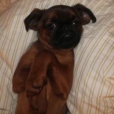 Griffon petit brabancon Leo