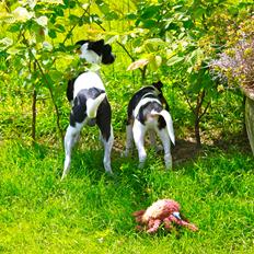 Dansk svensk gaardhund valdemar jørgnsen 