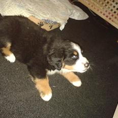 Berner sennenhund Cooper