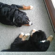 Berner sennenhund Cooper