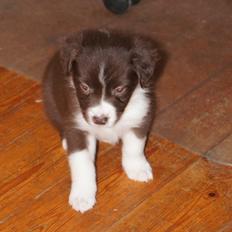 Australian shepherd Bosco