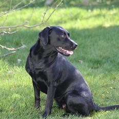 Labrador retriever Alina Mark Bustrup (formel 1)