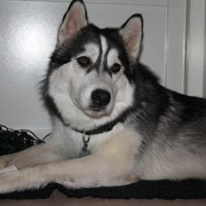 Blanding af racer Kato