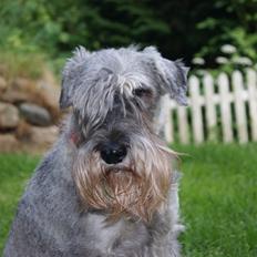 Mellemschnauzer Four Legs Danish Delight