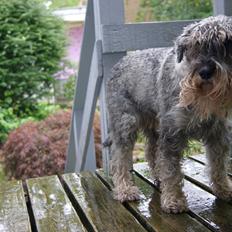 Mellemschnauzer Four Legs Danish Delight