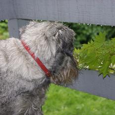 Mellemschnauzer Four Legs Danish Delight