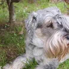 Mellemschnauzer Four Legs Dengsepigen