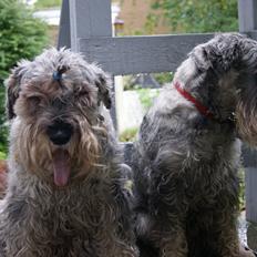 Mellemschnauzer Four Legs Dengsepigen