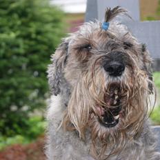 Mellemschnauzer Four Legs Dengsepigen
