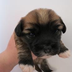 Blanding af racer Marco (Leo)