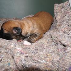 Blanding af racer Marco (Leo)