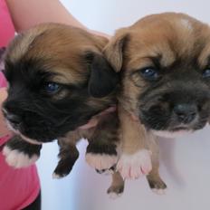 Blanding af racer Marco (Leo)