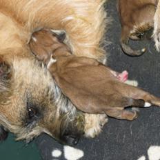 Blanding af racer Milo