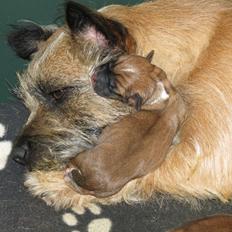 Blanding af racer Milo