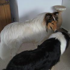 Collie langhåret Klero