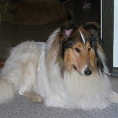 Collie langhåret Klero