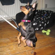 Dvaergpinscher Mokka
