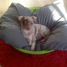 Blanding af racer Neelix