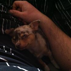 Blanding af racer Neelix