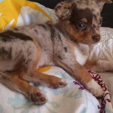 Blanding af racer Neelix