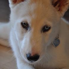 Siberian husky Kayla