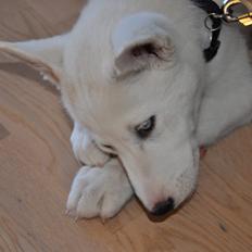 Siberian husky Kayla