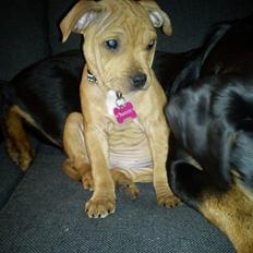 Staffordshire bull terrier Chantie