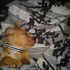 Staffordshire bull terrier Chantie