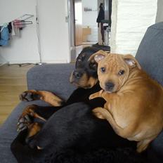 Staffordshire bull terrier Chantie