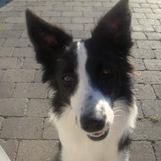 Border collie Daisy
