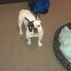 Fransk bulldog Mifi