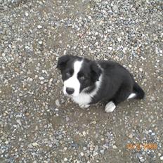 Border collie Futte