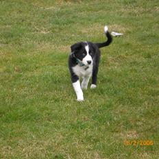 Border collie Futte