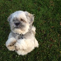 Lhasa apso Oskar