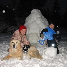 Golden retriever Chico *Himmelhunden*