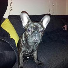 Fransk bulldog Sophie