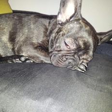 Fransk bulldog Sophie