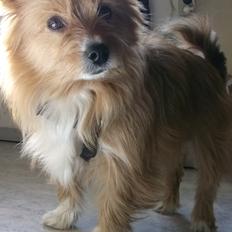 Blanding af racer Sunja