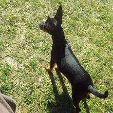 Dvaergpinscher Vappe