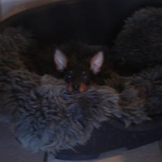 Dvaergpinscher Vappe