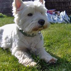 West highland white terrier Sille<3!