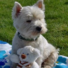 West highland white terrier Sille<3!