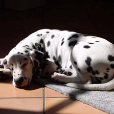 Dalmatiner (jackys smiling) Stella
