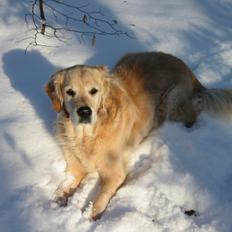Golden retriever Chico *Himmelhunden*