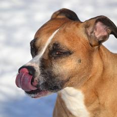 Amerikansk staffordshire terrier Rynke R.I.P verdens bedste Rynke