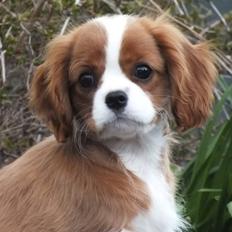 Cavalier king charles spaniel Murnley´s Bijou Avenue - Bijou