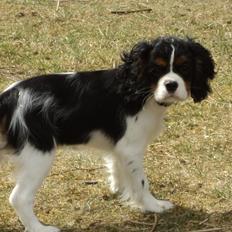 Cavalier king charles spaniel Cavanuggis Sille
