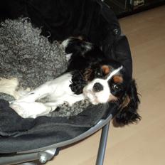 Cavalier king charles spaniel Cavanuggis Sille